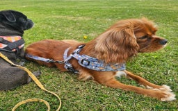 Cavalier King Charles Spaniel dogs for sale: Female Ruby KC Cavalier King Charles Spaniel - Image 6