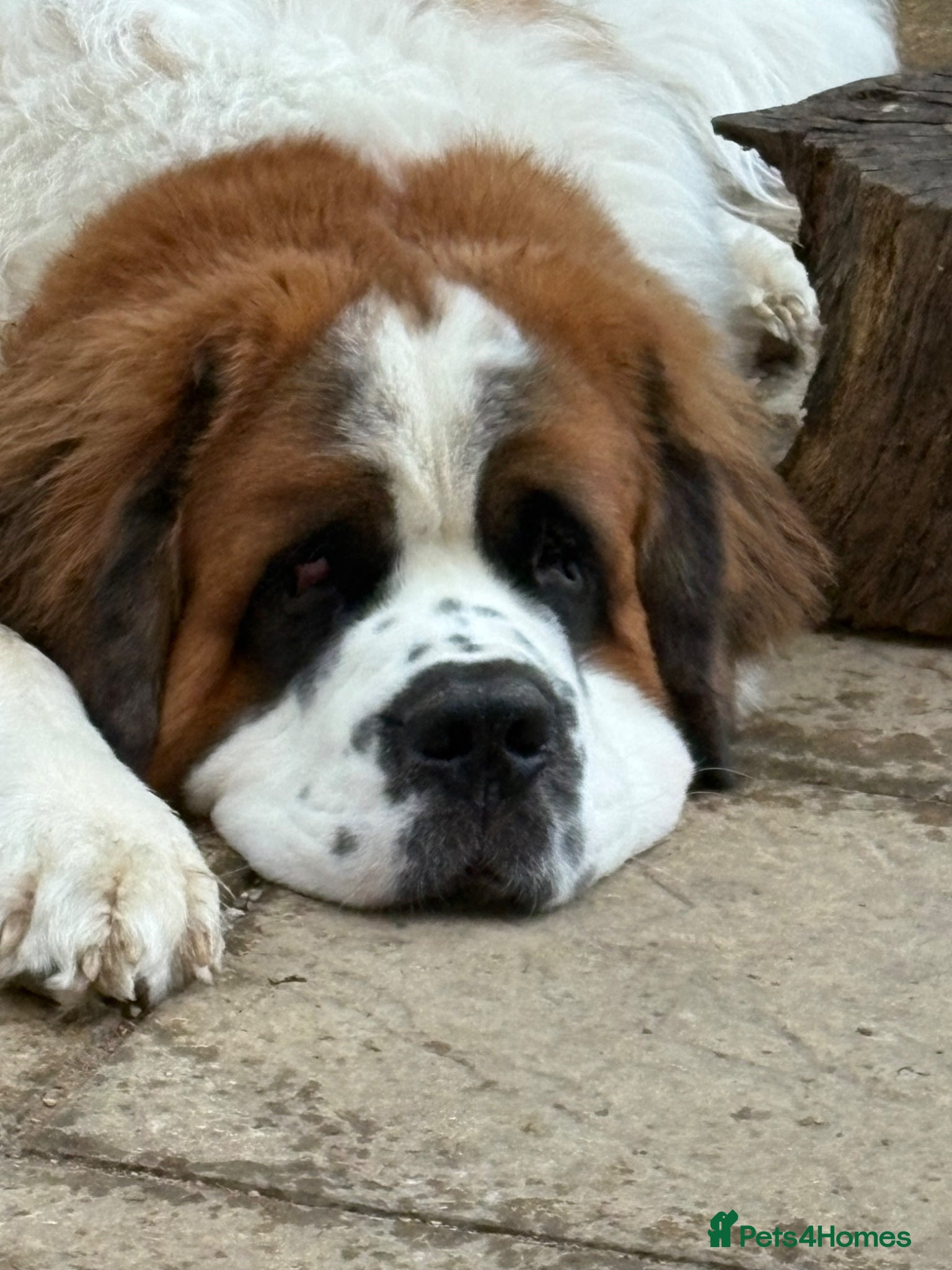 Saint Bernard dogs REHOME MALE SAINT BERNARD- CHESTER - Advert 1