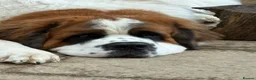Saint Bernard dogs for sale: REHOME MALE SAINT BERNARD- CHESTER - Advert 1