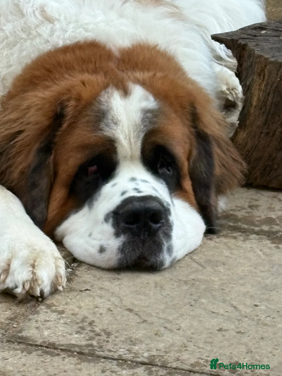 Saint Bernard dogs for sale: REHOME MALE SAINT BERNARD- CHESTER - Advert 1