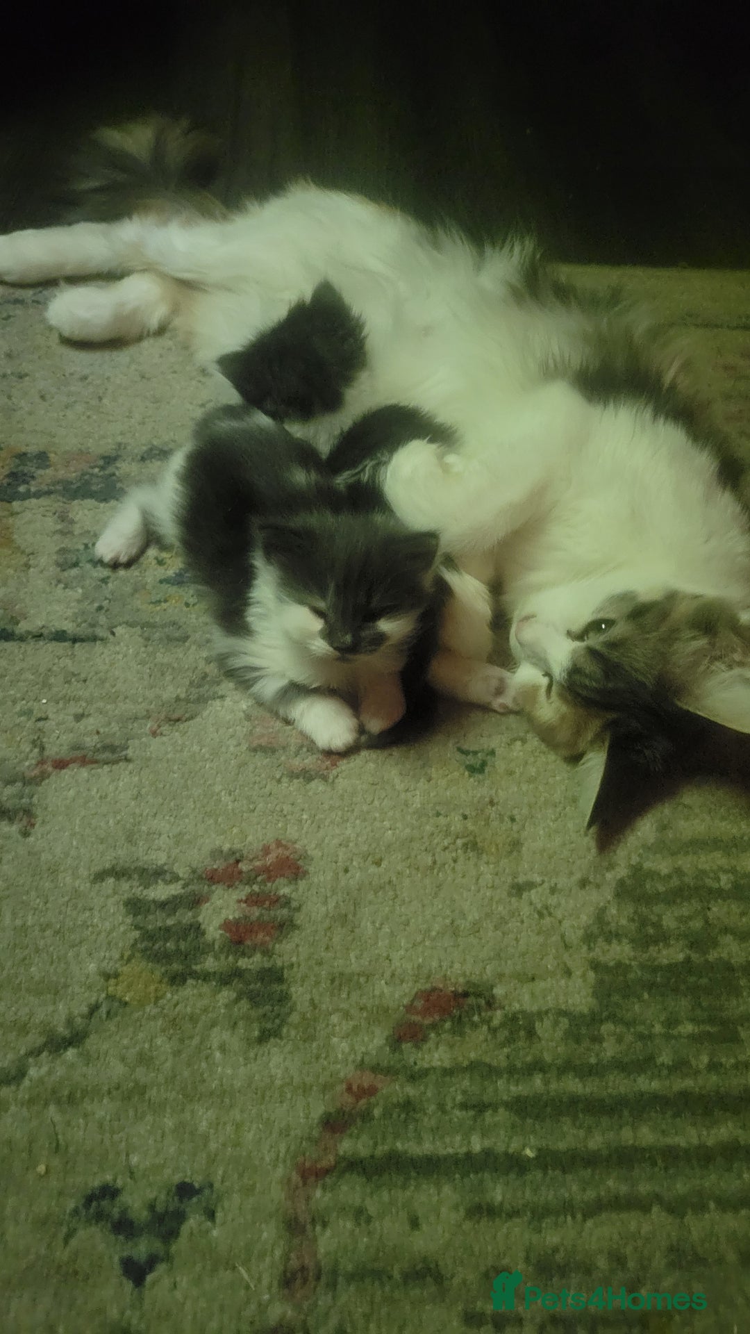 Maine Coon cats for sale: Beautiful Mixed Main Coon Kittens - Advert 2