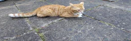 Bengal cats for sale: Looking for a Loving Forever Home  - Advert 6