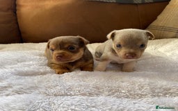 Jack Russell dogs for sale: Gorgeous Miniature Jack Russell Puppies For Sale - Image 11