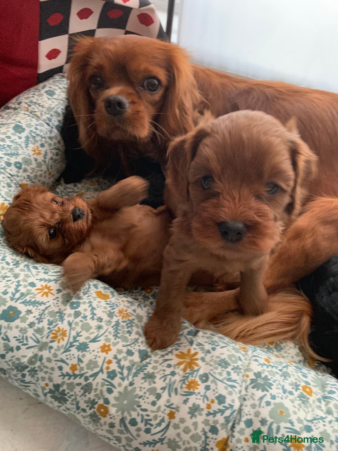 Cavapoo dogs for sale: Stunning premium F1 Cavapoo babies 🥰 - Image 33
