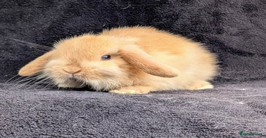 Mini Lop rabbits - Advert 8