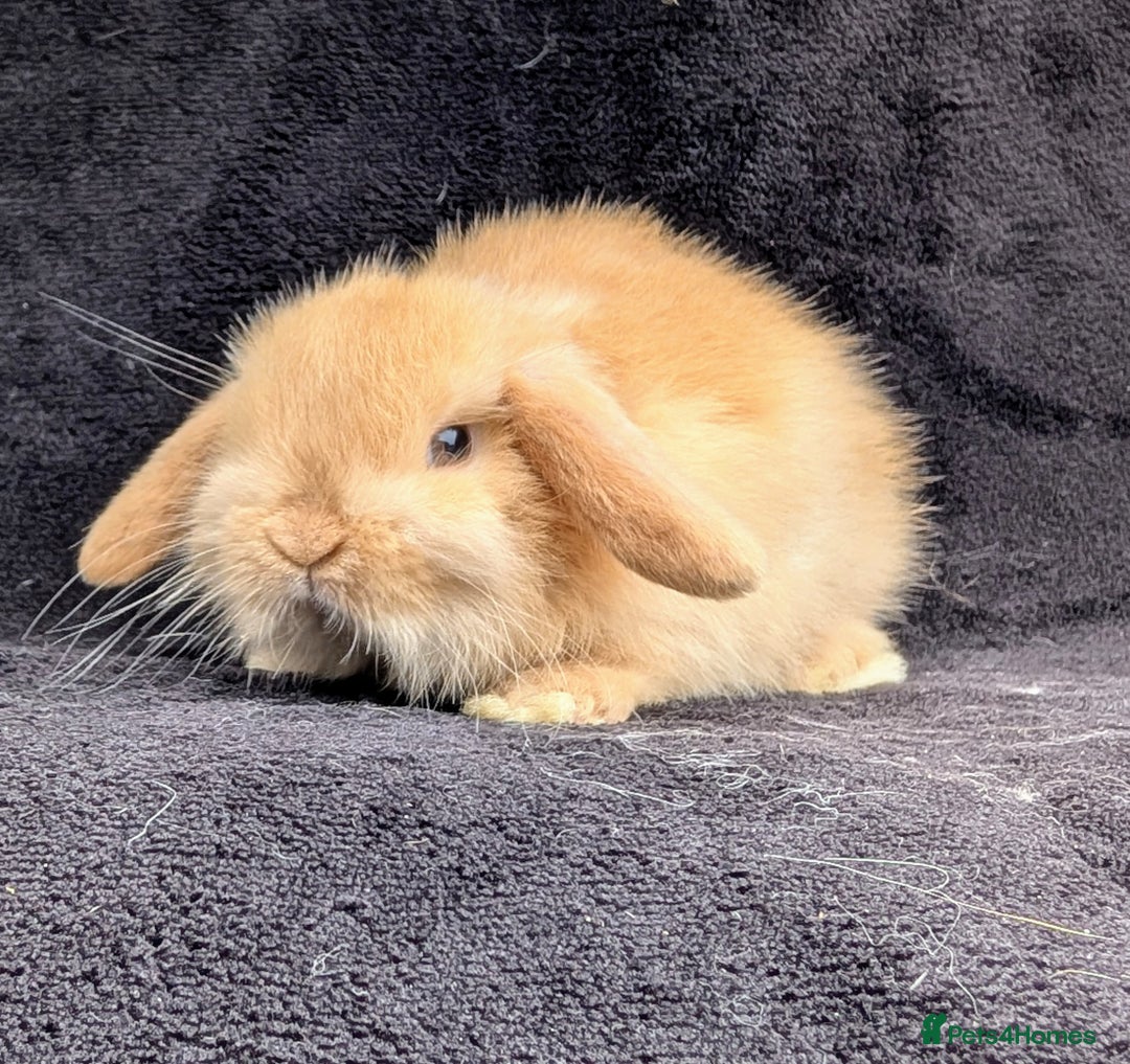 Mini Lop rabbits for sale: ❤️🐰Mini lop bunnies🐰❤️ - Image 3