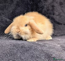 Mini Lop rabbits - Advert 7