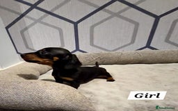 Miniature Dachshund dogs for sale: Kc registered quality mini dachshund puppies - Image 11