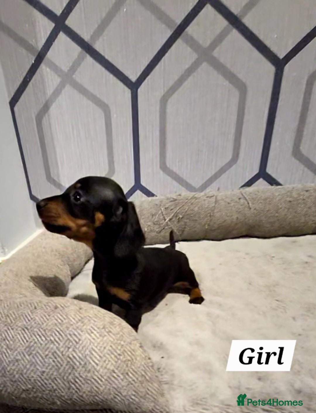 Miniature Dachshund dogs for sale: Kc registered quality mini dachshund puppies - Image 11