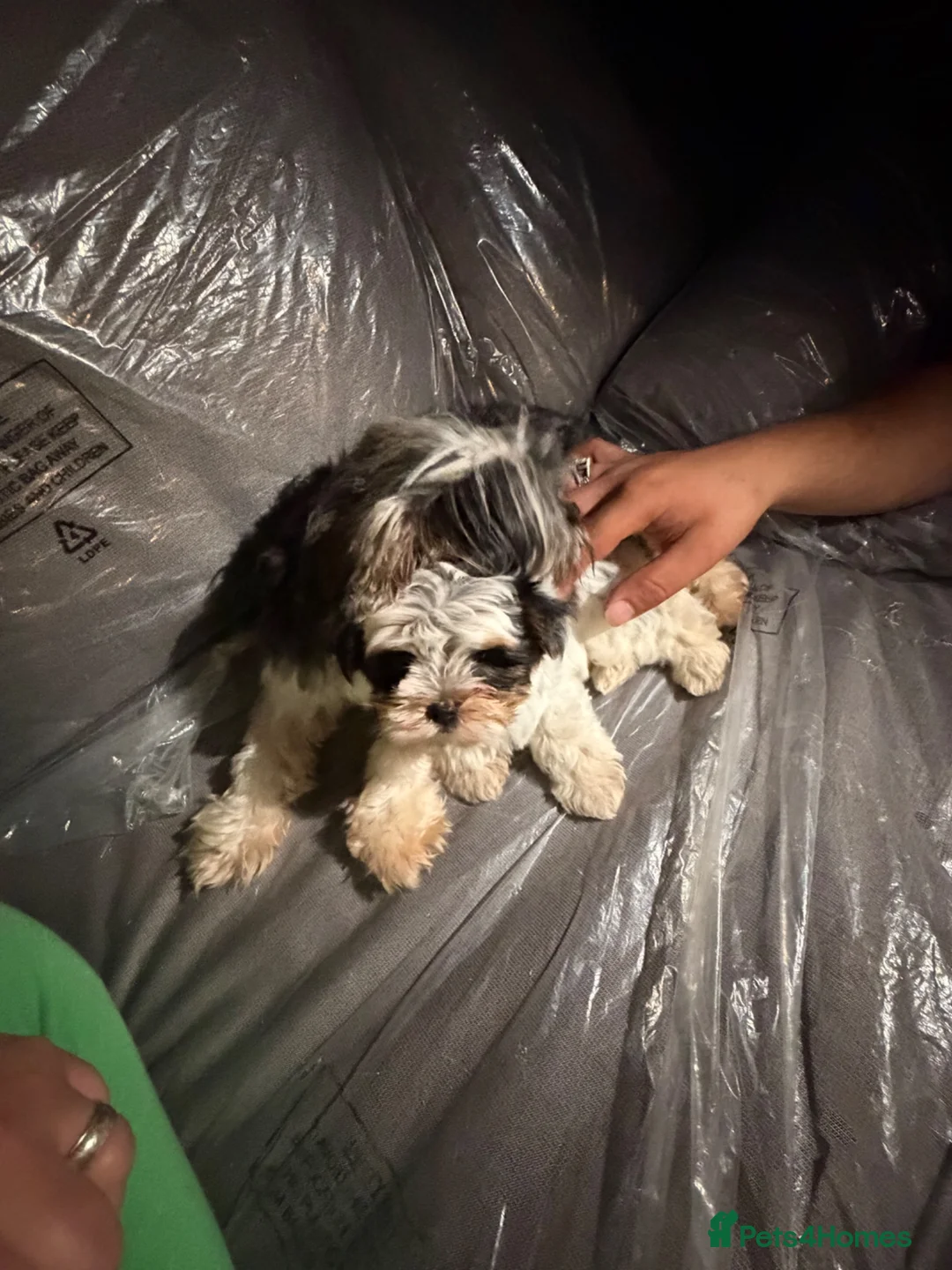 Biewer Terrier dogs for sale: Beautiful biewer girl in Dagenham - Advert 2