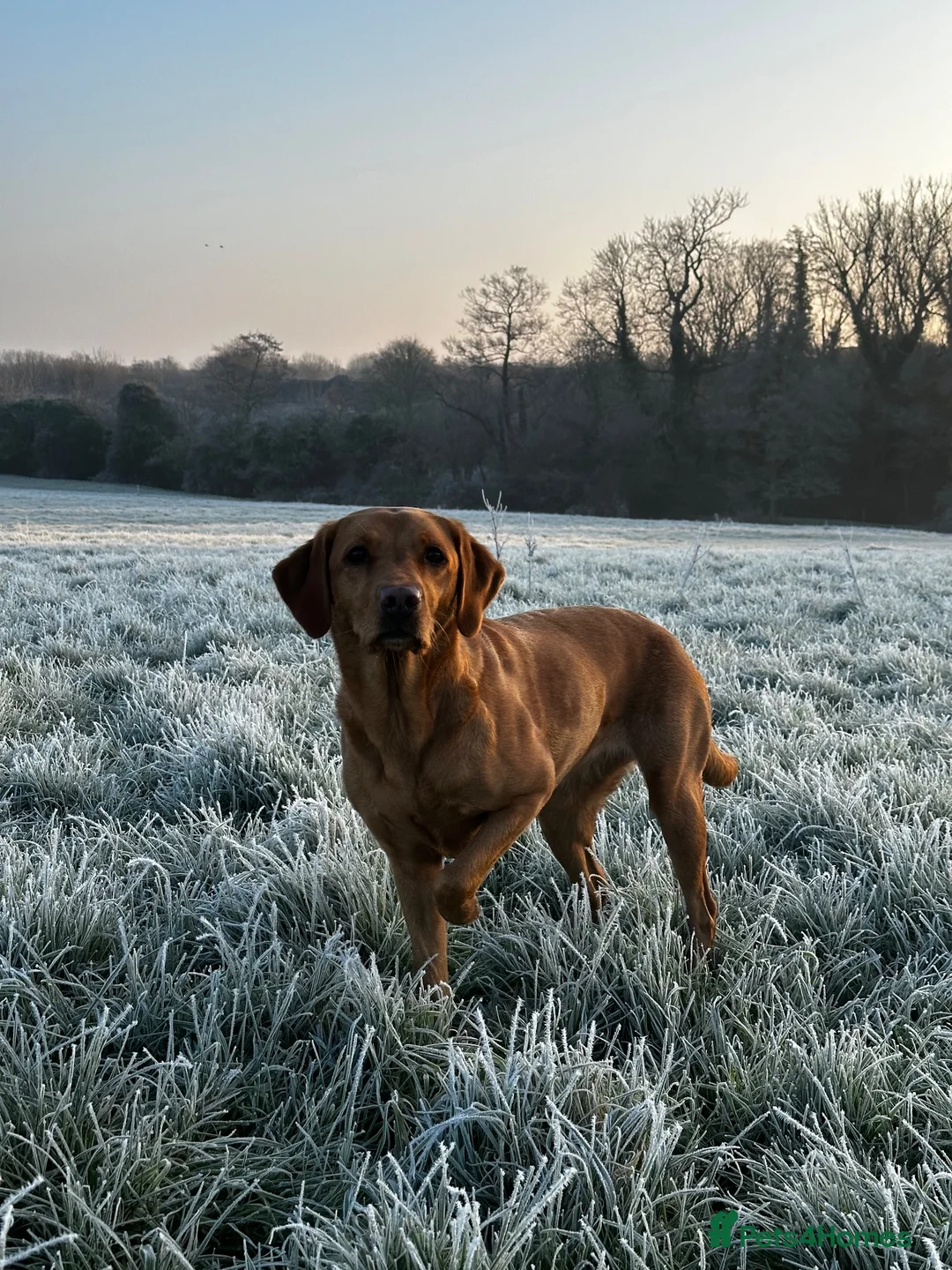 Labrador Retriever dogs for sale: Fox Red labrador puppies in Swindon - Advert 6
