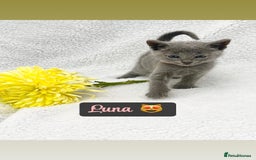 Russian Blue cats for sale: ❤️ BEAUTIFUL RUSSIAN BLUES❤️ - Image 7