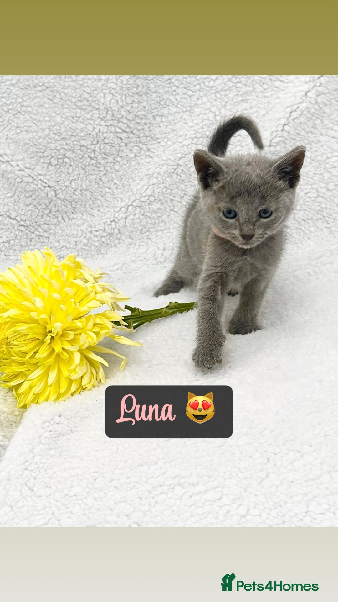 Russian Blue cats for sale: ❤️ BEAUTIFUL RUSSIAN BLUES❤️ - Image 7