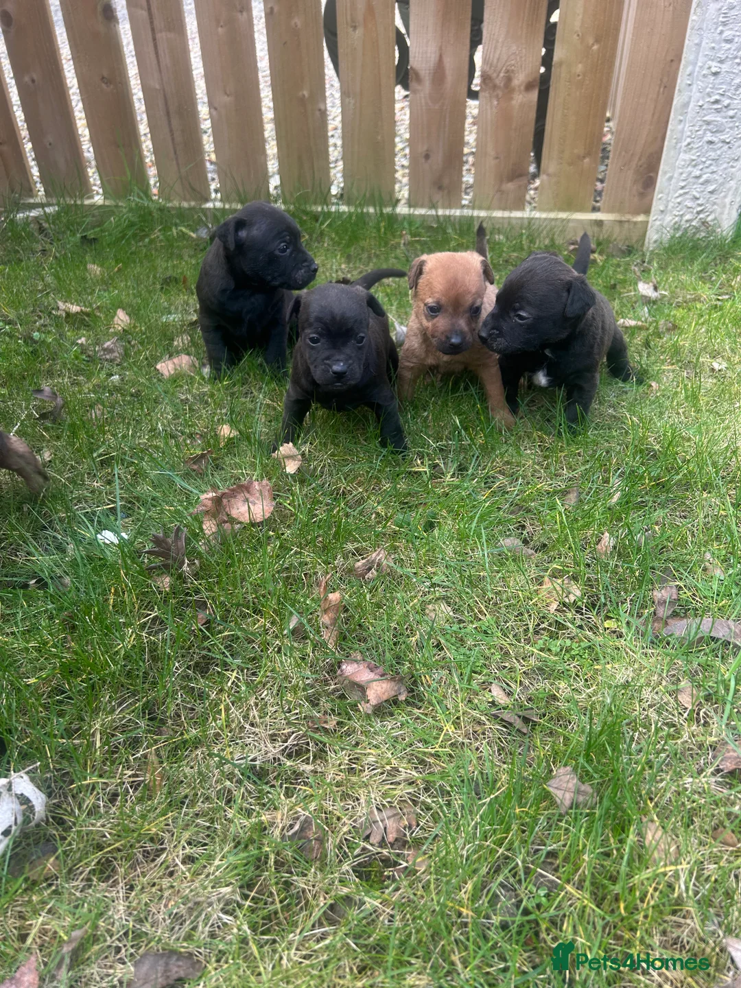 Patterdale Terrier dogs for sale: Stunning Patterdale pups  - Advert 5