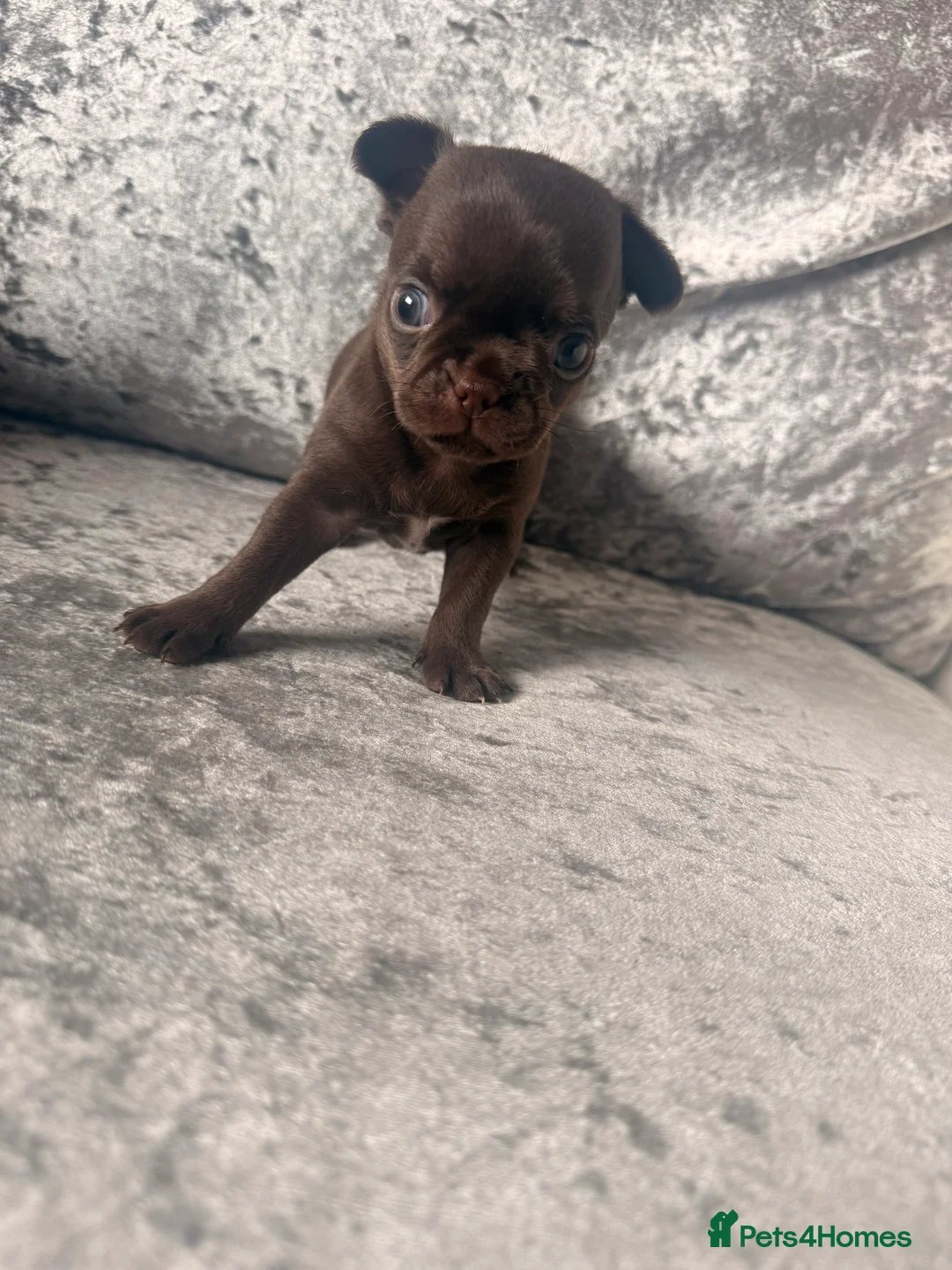 Chihuahua dogs for sale: Beautiful chihuahua puppies  - Advert 2