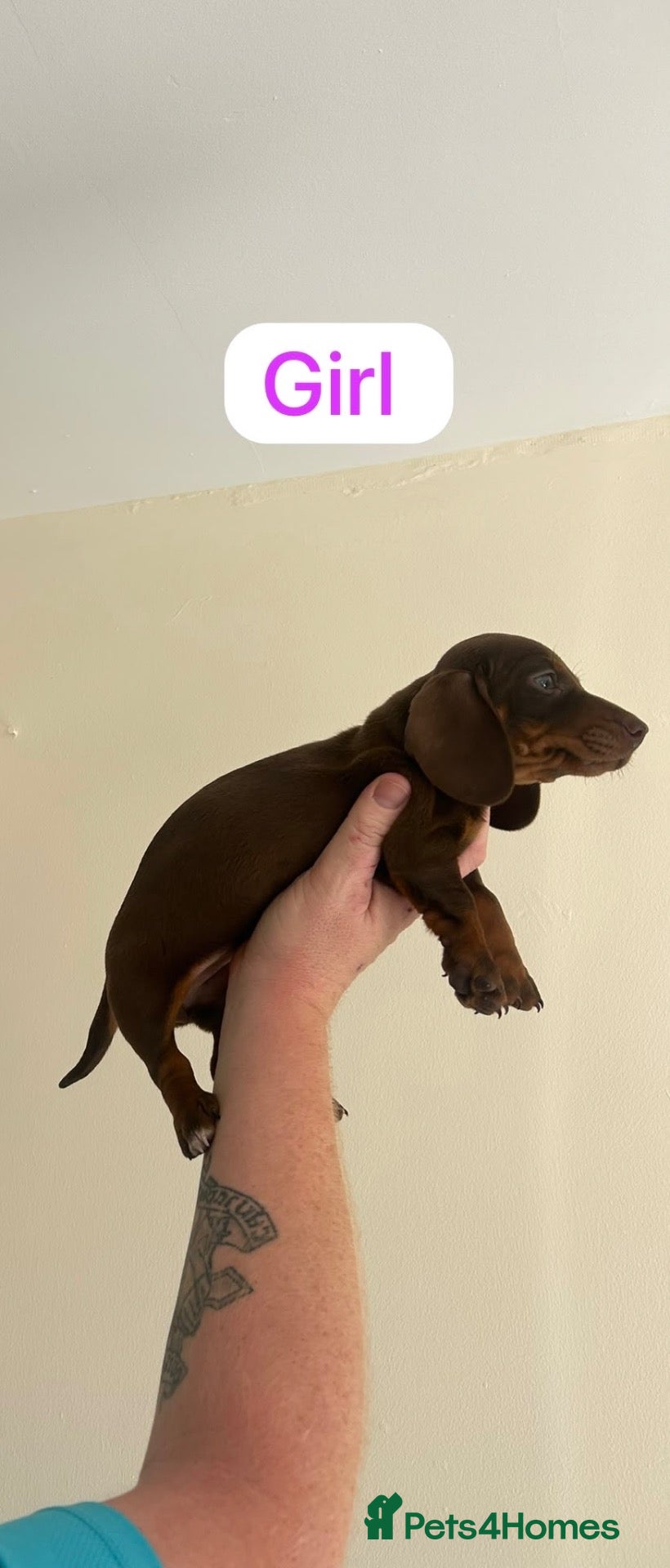 Miniature Dachshund dogs Dachshund  - Advert 16