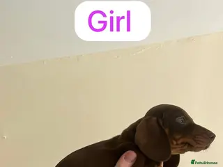 Miniature Dachshund dogs Dachshund - Advert 5