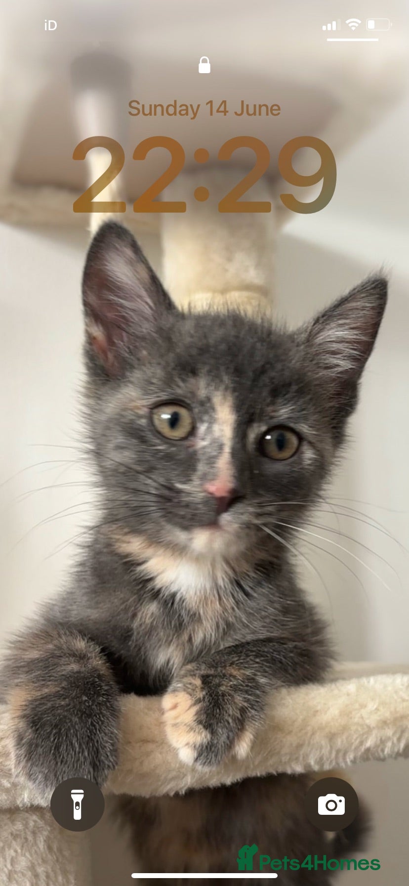 Domestic Shorthair cats 3 kittens left  - Advert 3