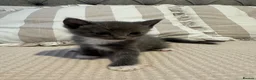 Ragdoll cats for sale: Ragdoll cross kittens  - Advert 5