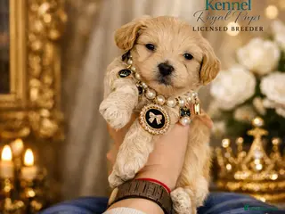 Maltipoo dogs 👑One in a Million F1 tiny Asian Maltipoo👑 - Advert 1