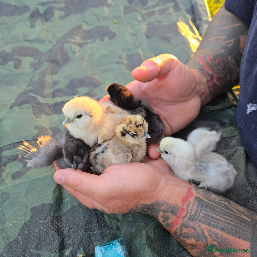 Chickens poultry for sale: 6 Silkie hatching eggs ( also chicks coming soon) in Colchester - Image 12