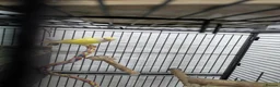 Lovebirds birds for sale: 2 Fischer lovebirds yellow and green  - Advert 3