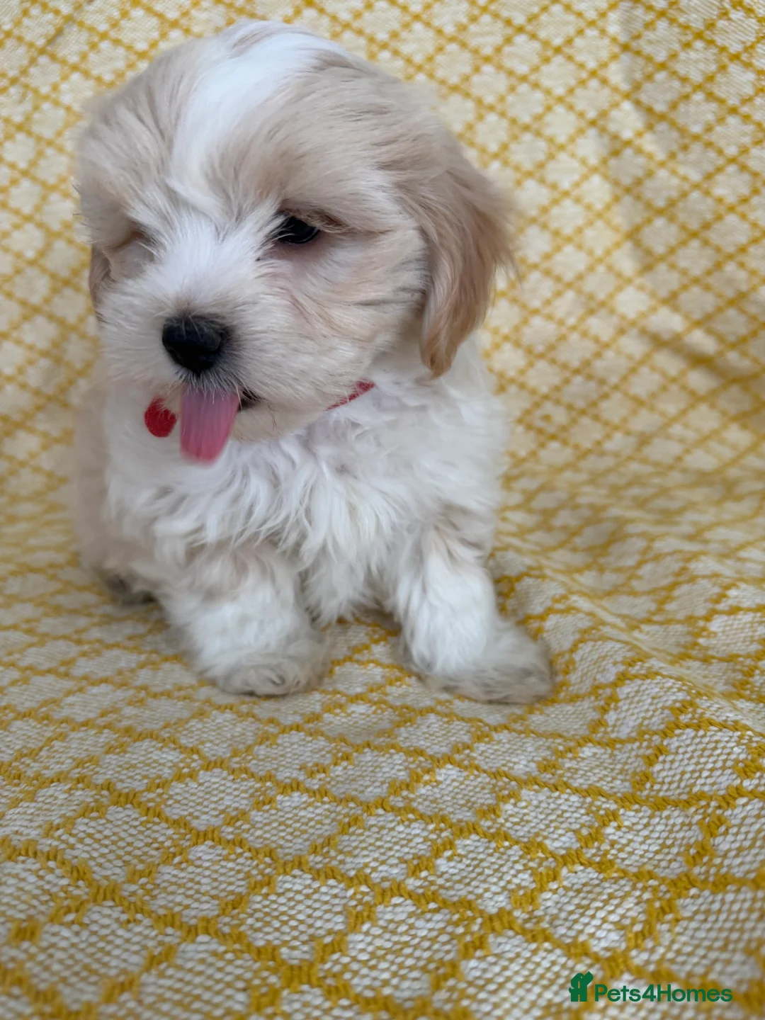 Maltipoo dogs for sale: Beautiful happy health tested Maltipoo fur babies  - Advert 9