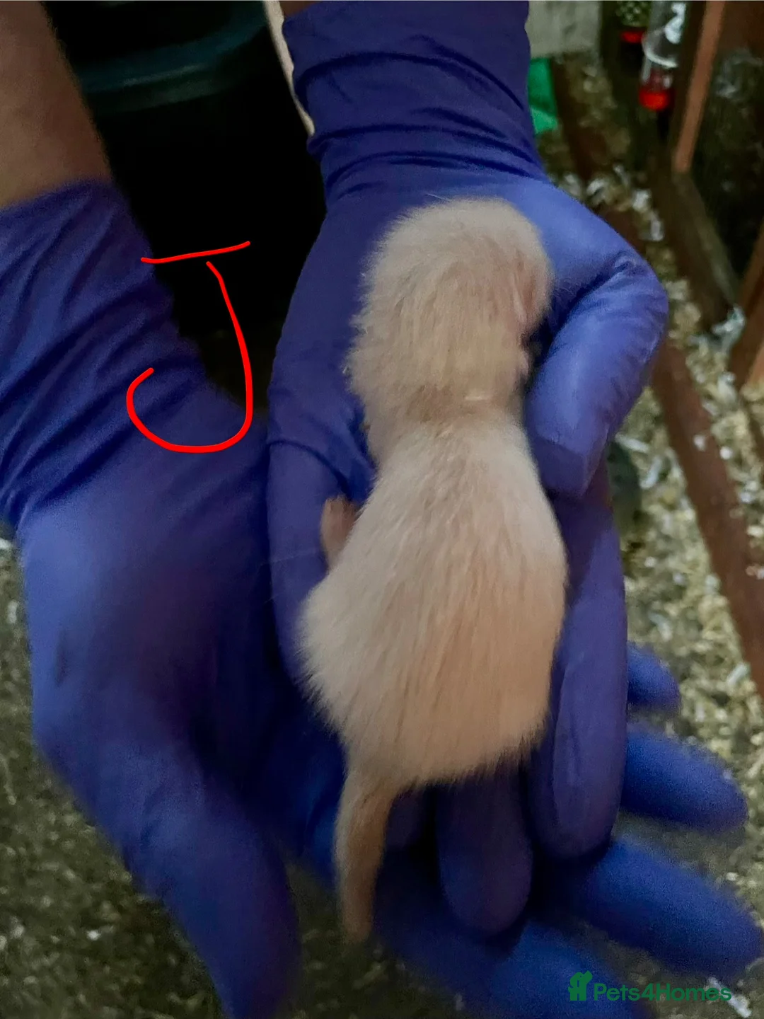 Ferret rodents for sale: Half angora silver/white  in Sherborne - Advert 2