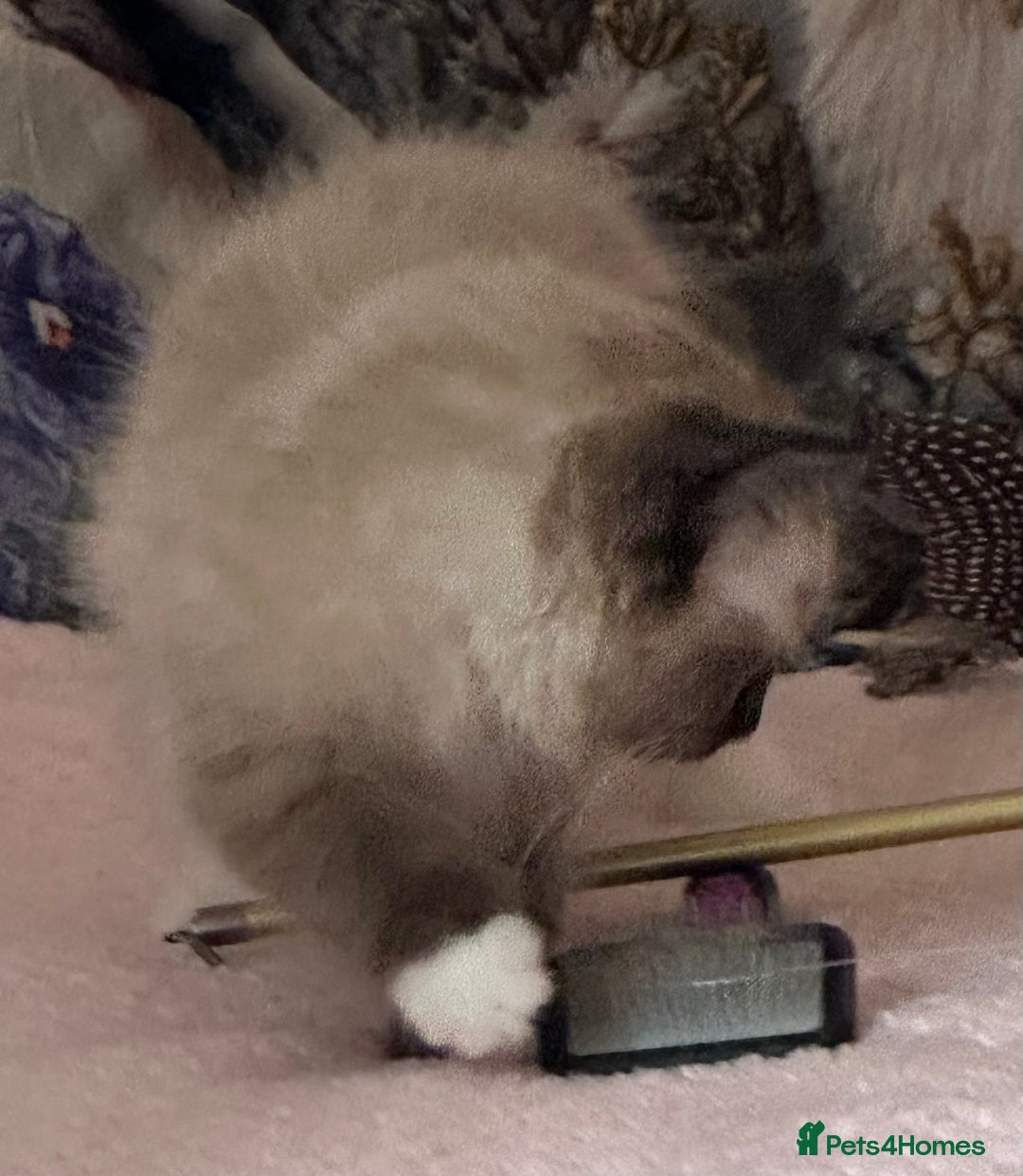 Ragdoll cats for sale: Cute Chocolate Ragdolls Ready Now - Image 2