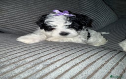 Mixed Breed dogs for sale: 4 little ones looking for a new home ❤️🩵💙 - Image 9