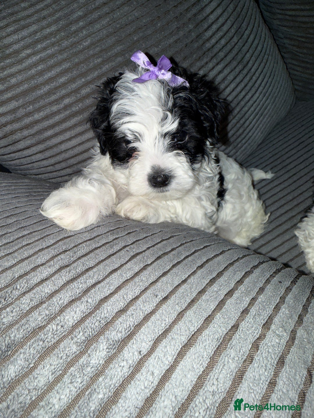 Mixed Breed dogs for sale: 4 little ones looking for a new home ❤️🩵💙 - Image 9