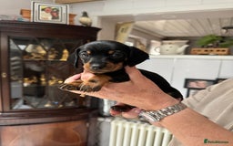 Miniature Dachshund dogs for sale: Miniature dachshund puppies - Image 11