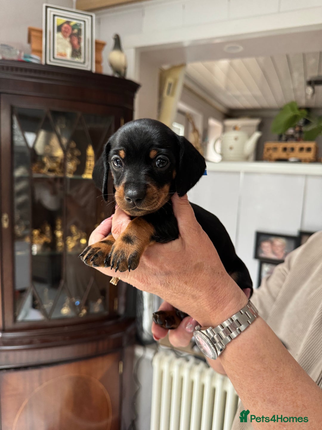 Miniature Dachshund dogs for sale: Miniature dachshund puppies - Image 11