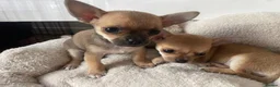 Chihuahua dogs for sale: Rare & Beautiful Chihuahua Puppies in Ipswich - Advert 13