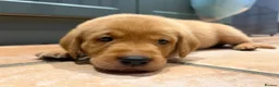 Labrador Retriever dogs for sale: KC registered. Ready to leave 3rd August 2026   - Advert 21