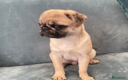 Pug dogs for sale: Pug Puppies  - Image 29