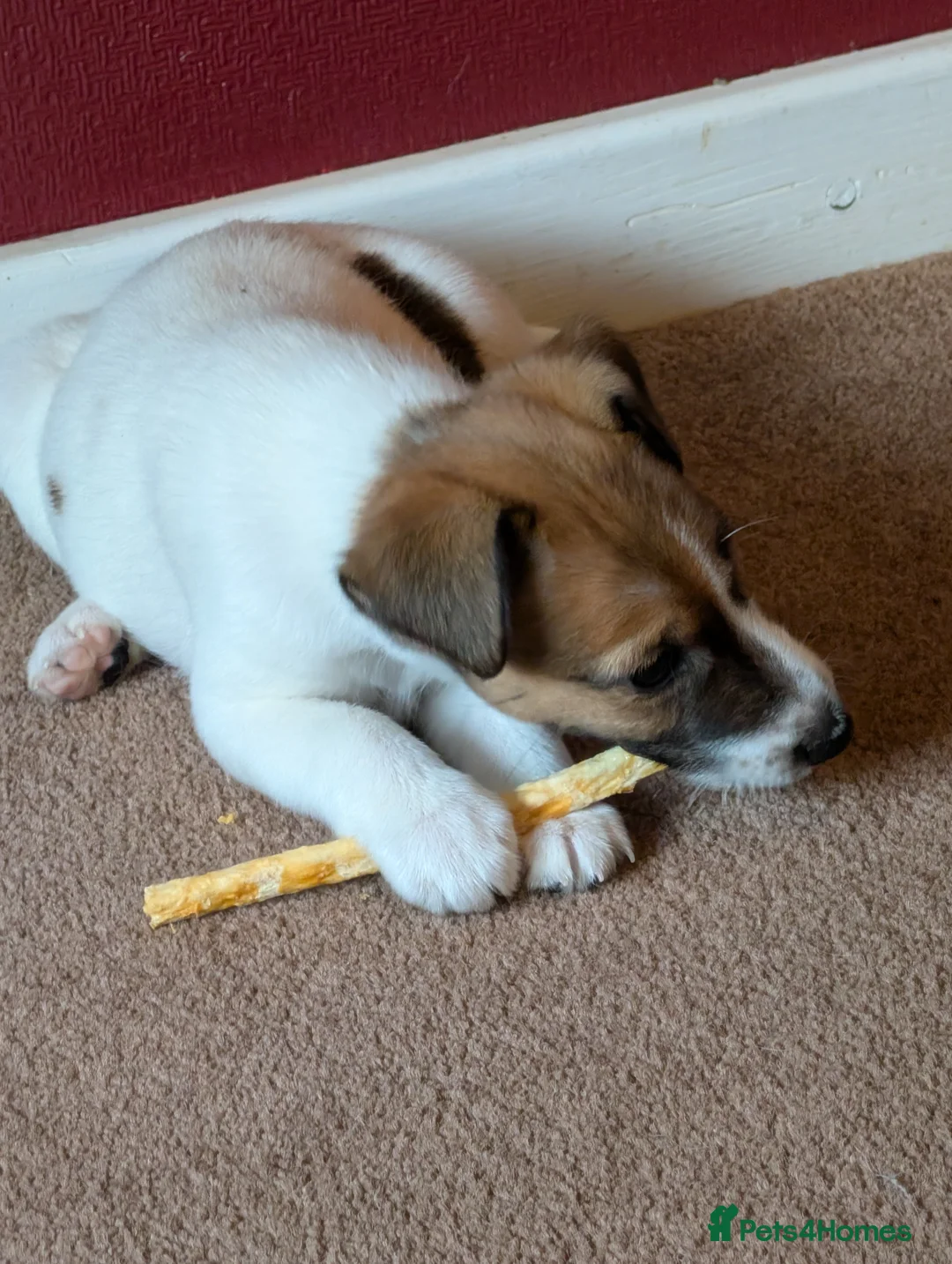 Fox Terrier dogs for sale: Smooth Fox Terrier female available  - Advert 3