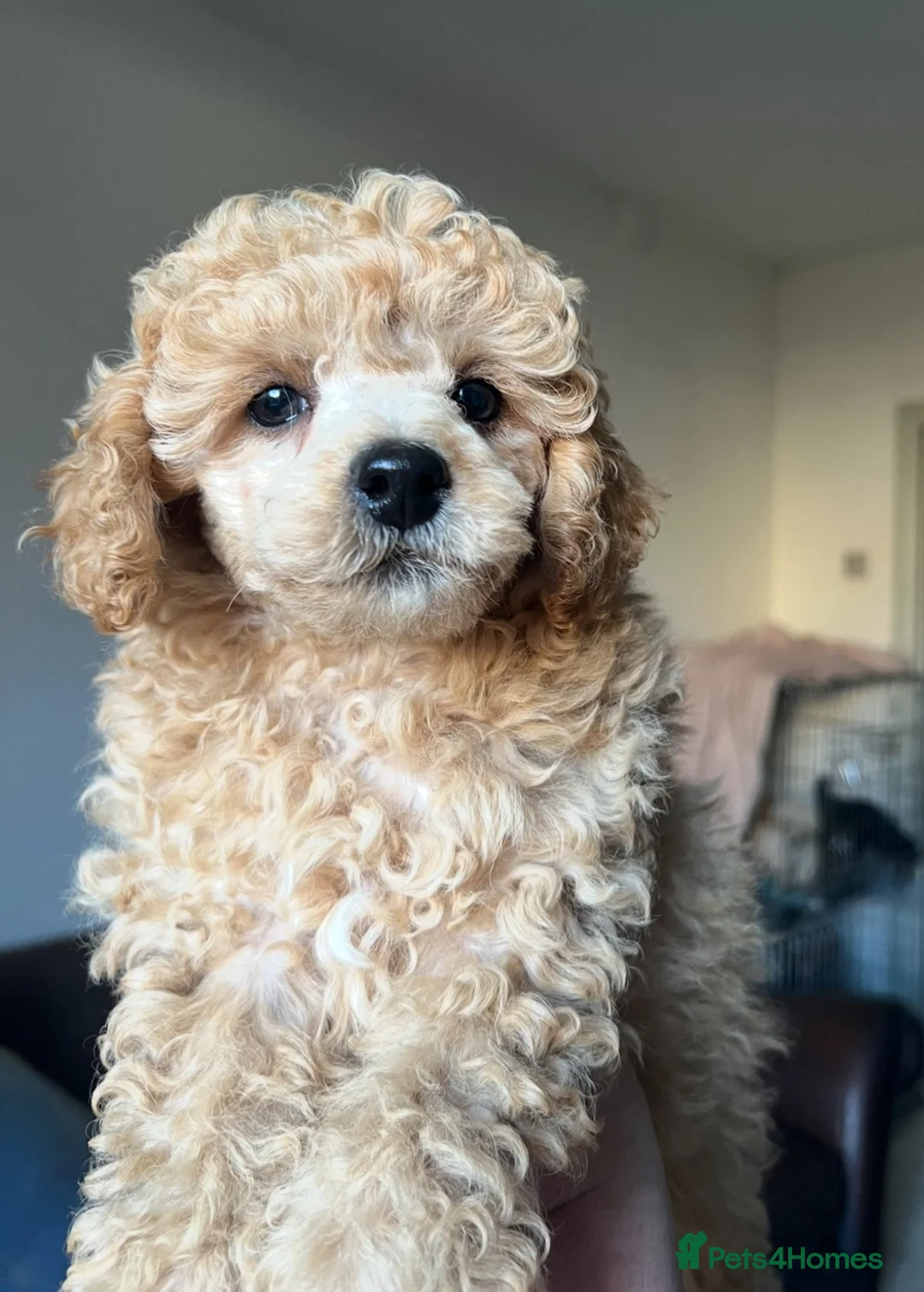 Toy Poodle dogs for sale: Apricot kc male toy poodle  in Stockton-on-Tees - Advert 1