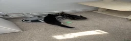 Domestic Shorthair cats for sale: Male Kitten - Advert 2