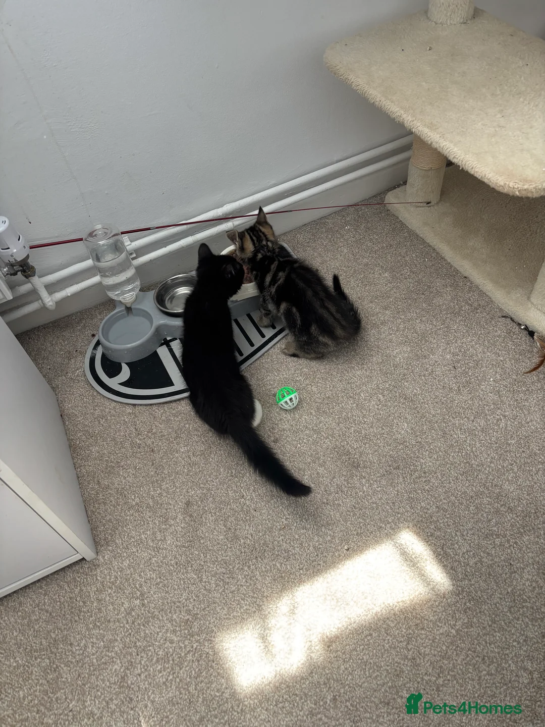 Domestic Shorthair cats for sale: Male Kitten - Advert 2