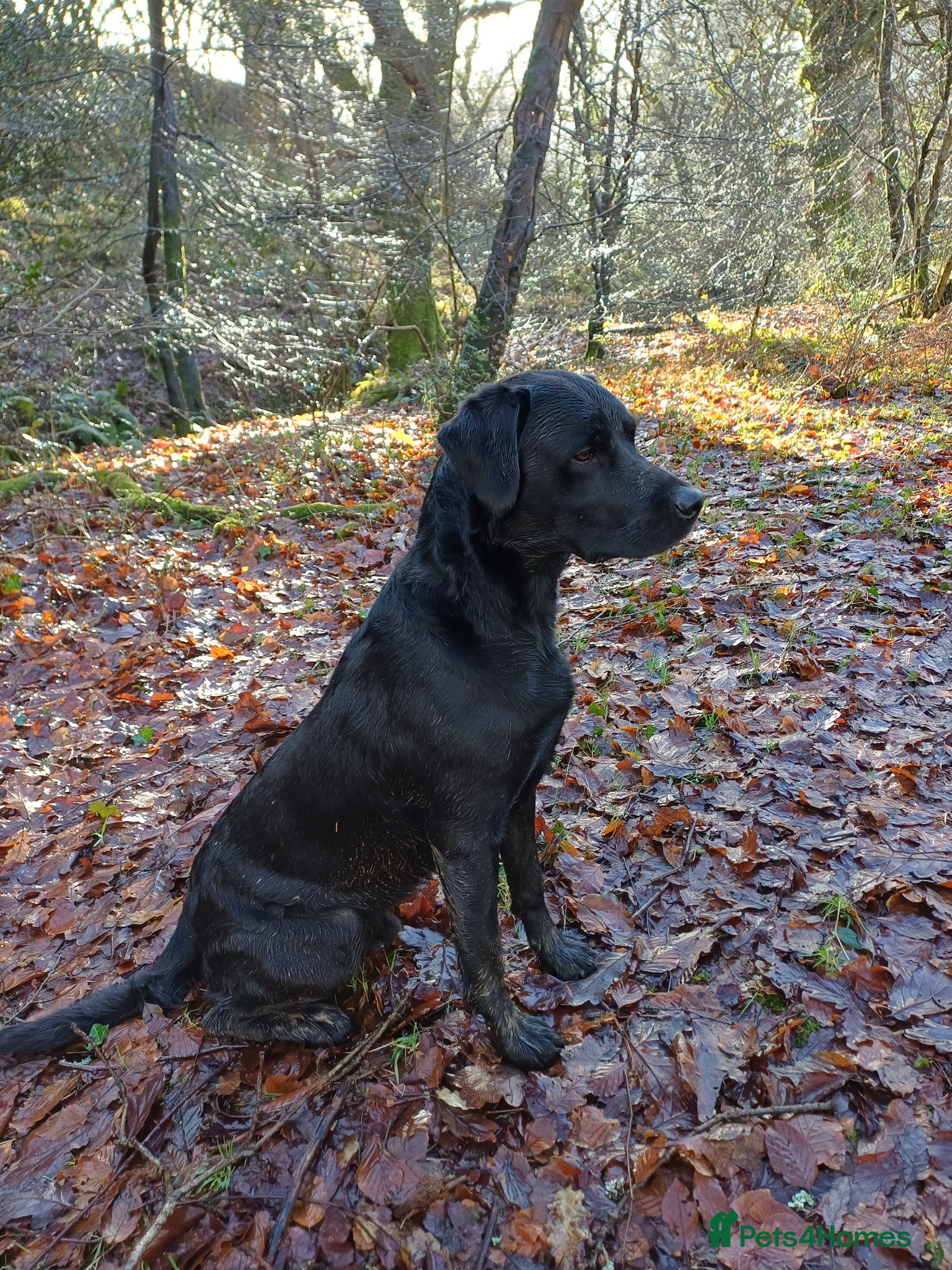 Labrador Retriever dogs Fallowpark Dark Grove Stud dog - Advert 2