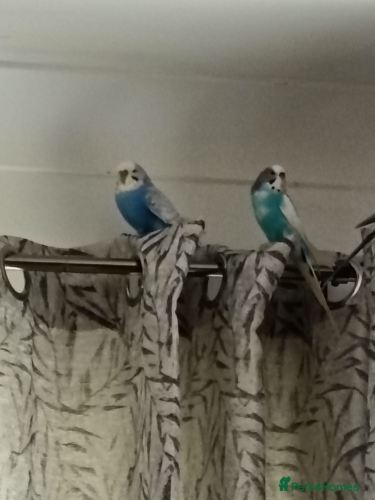Budgerigars birds One male and one female budgie  - Advert 1
