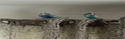 Budgerigars birds for sale: One male and one female budgie  in Purley - Advert 1