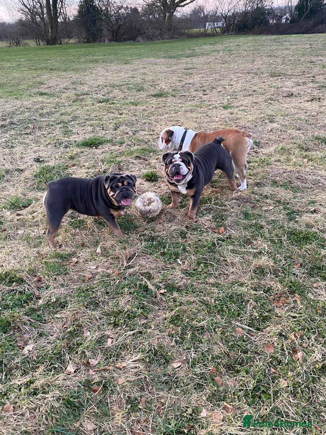 English Bulldog dogs for stud: English Bulldog Stud – Exceptional Temperament - Advert 8