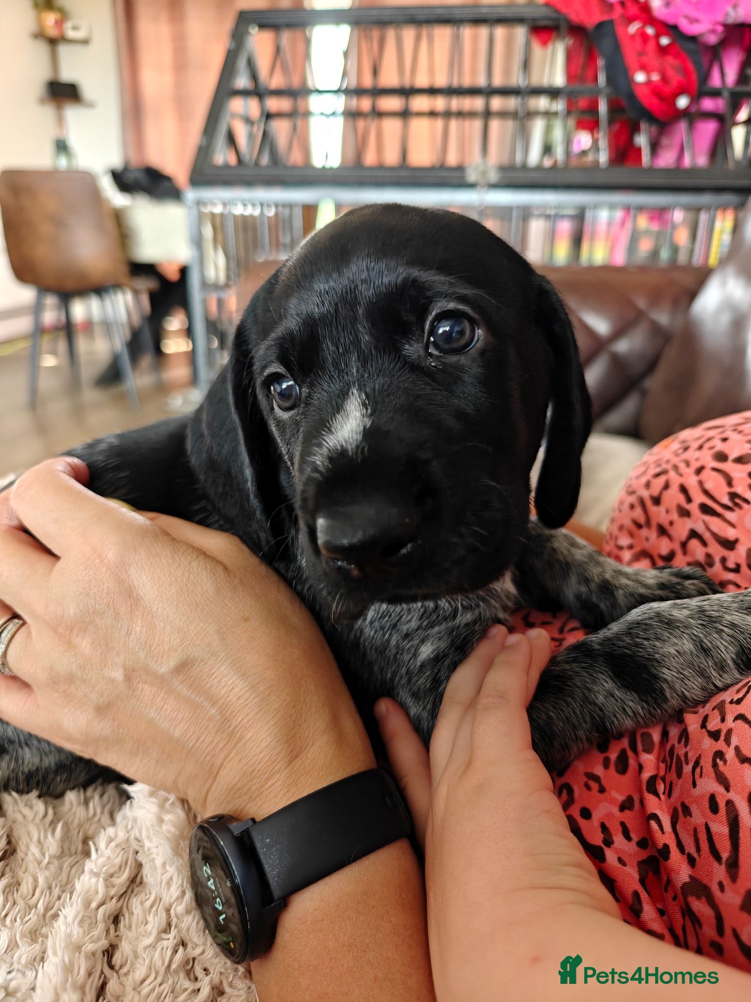 German Wirehaired Pointer dogs KC Registered German Wirehaired Pointer Puppies - Advert 9