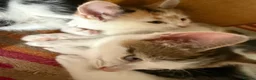 Mixed Breed cats for sale: Adorable Kittens Available to a Loving Home - Advert 27