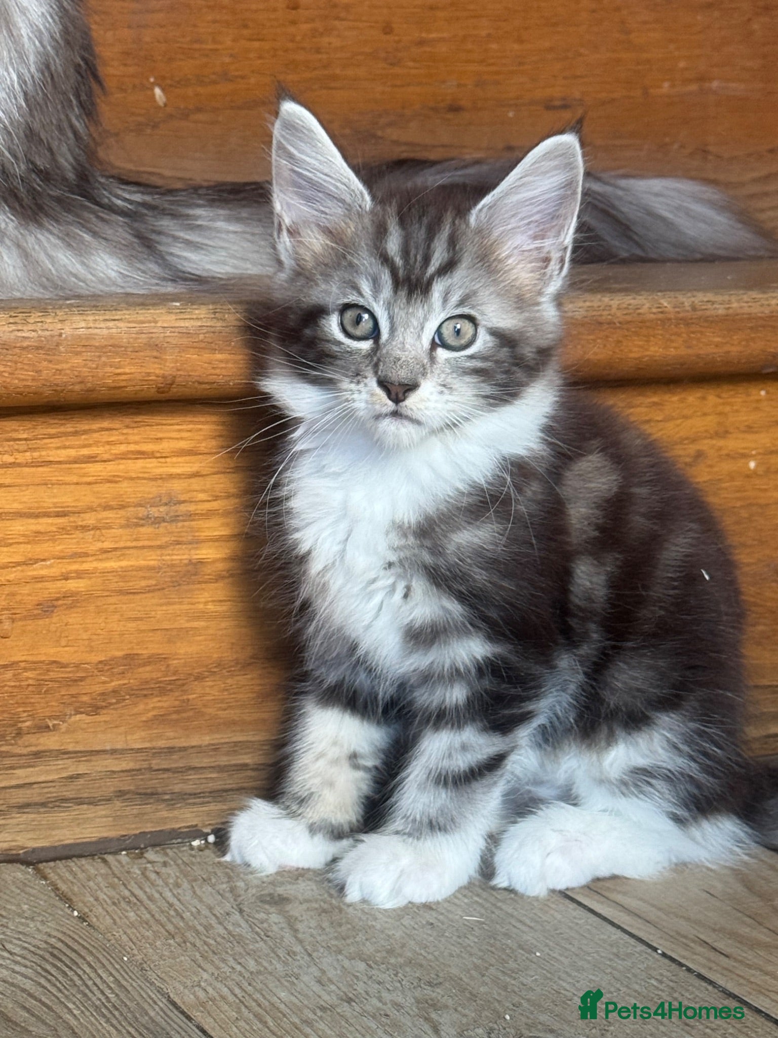 Maine Coon cats Stunning silver Maine Coon kittens ready now - Advert 1