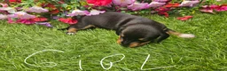 Dachshund dogs for sale: Dachshunds 8 Puppies 5 Girls,  3 Boys - Advert 13