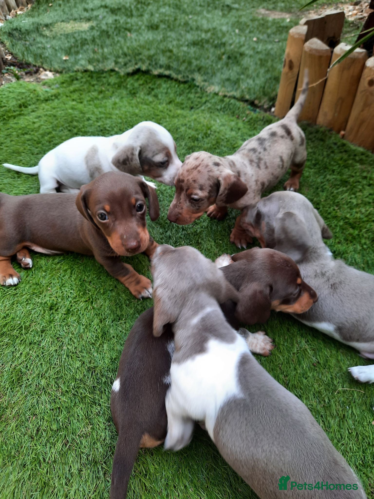 Miniature Dachshund dogs Beautiful mix of miniature dachshund/dapple/piebal - Advert 15