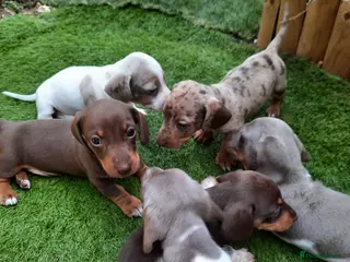 Miniature Dachshund dogs Beautiful mix of miniature dachshund/dapple/piebal - Advert 6